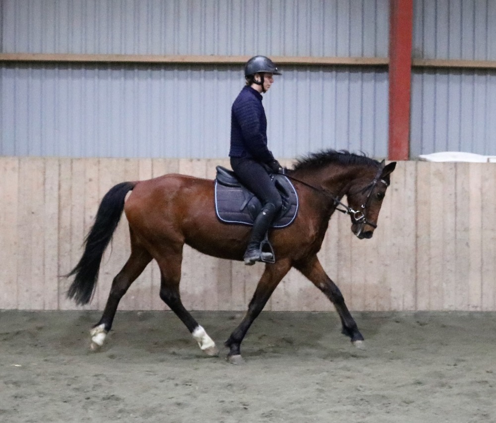 Vallak fra 2012, 148 cm