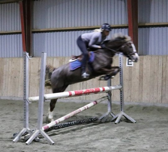 Springpony fra 2008