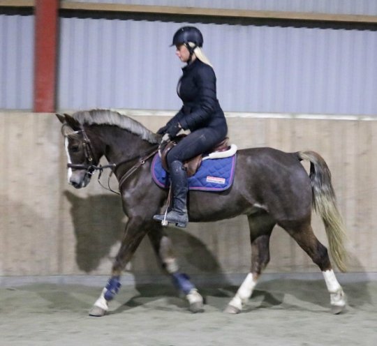 Springpony fra 2008