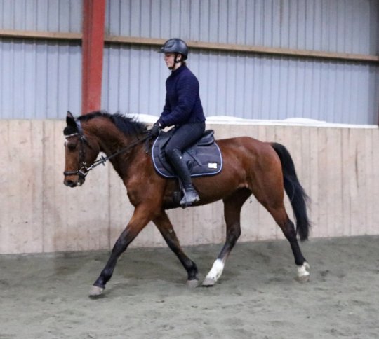 Vallak fra 2012, 148 cm