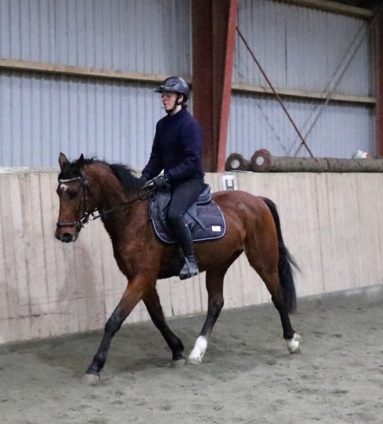 Vallak fra 2012, 148 cm