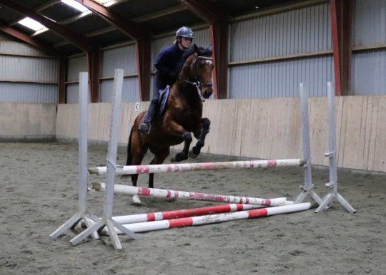 Vallak fra 2012, 148 cm