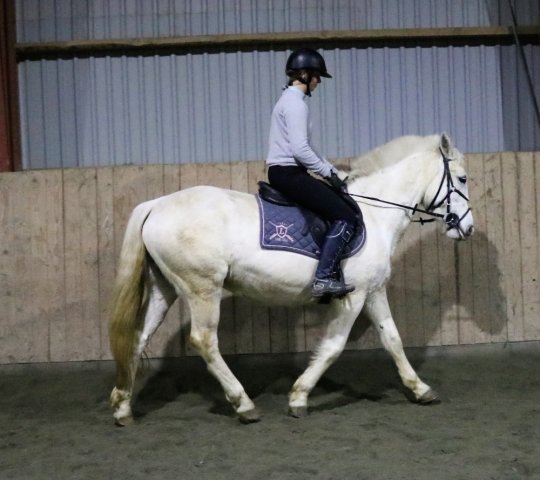 Hoppe, Kat. I fra 2008