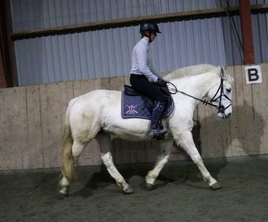 Hoppe, Kat. I fra 2008