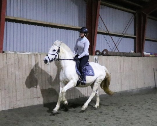 Hoppe, Kat. I fra 2008