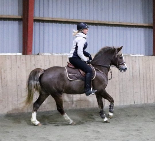 Springpony fra 2008