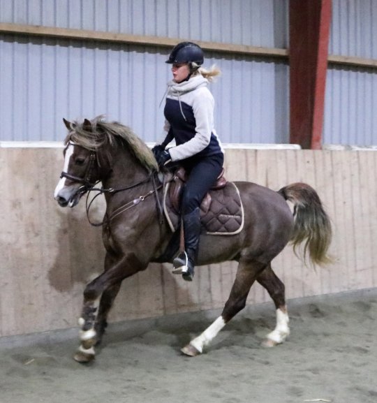 Springpony fra 2008