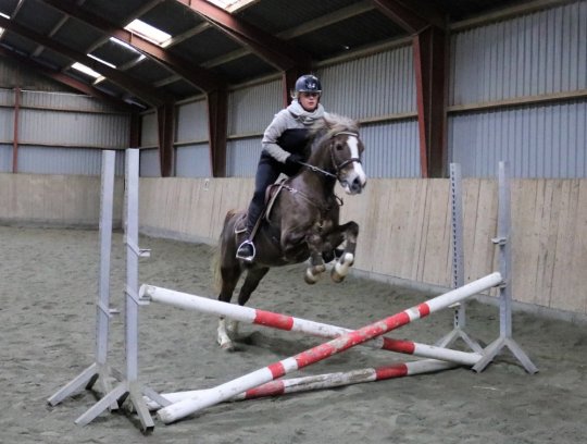 Springpony fra 2008