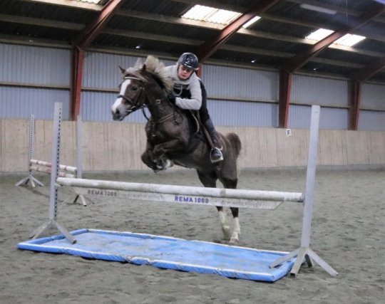 Springpony fra 2008