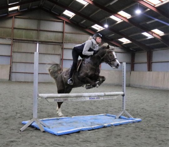 Springpony fra 2008