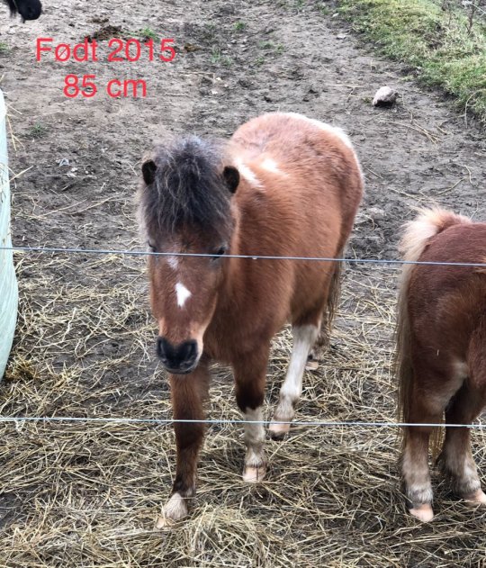 Shetlandsponyer