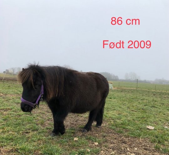 Shetlandsponyer