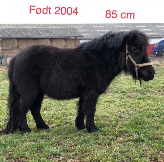 Shetlandsponyer