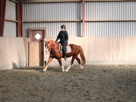 Welsh Cob Sec. D