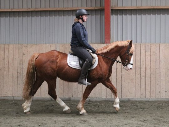 Welsh Cob Sec. D