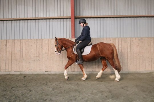 Welsh Cob Sec. D