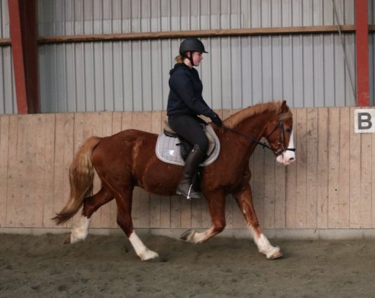 Welsh Cob Sec. D
