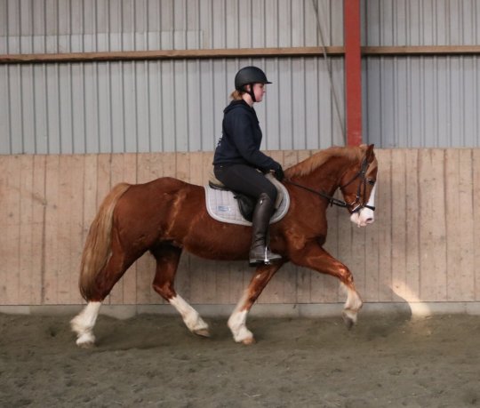 Welsh Cob Sec. D