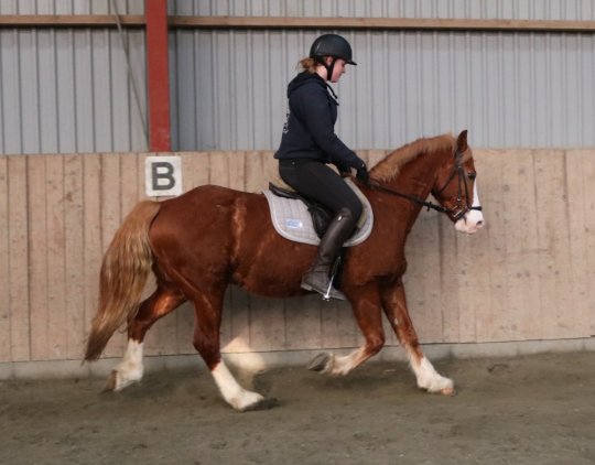 Welsh Cob Sec. D