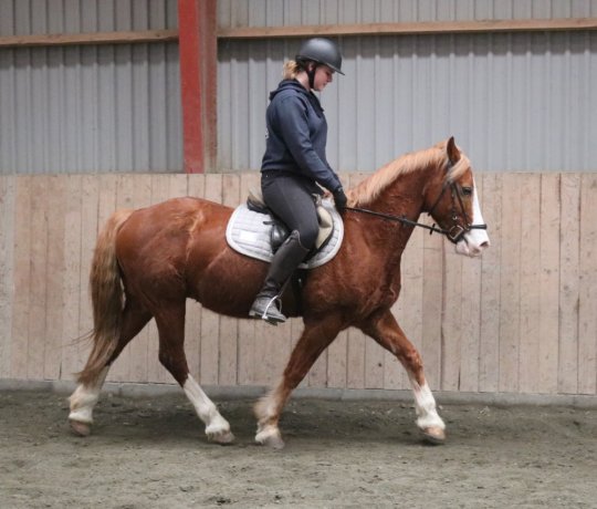 Welsh Cob Sec. D