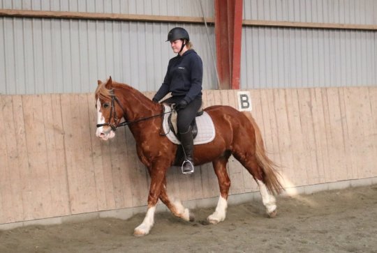 Welsh Cob Sec. D